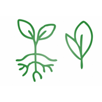 Improves root health and soil health