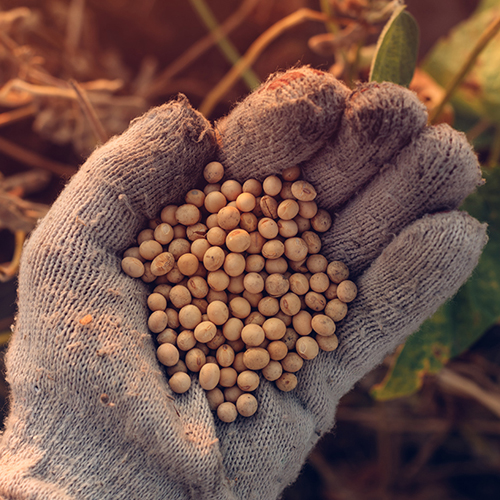 Allied Gold Fertilizers